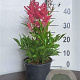Astilbe (A) 'Astary Pink' GM 2,0L