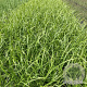 Carex grayi GM 2,0L
