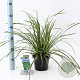 Carex morrowii 'Ice Dance' 20-25 cm 2,0L