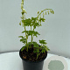 Dicentra spectabilis 'Alba' GM 2,0L