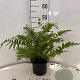 Dryopteris filix-mas 25-30 cm 2,0L