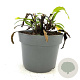 Echinacea purpurea GM 2,0L