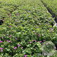 Geranium sanguineum GM 2,0L
