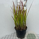 Imperata "Red Baron" GM C5