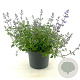 Nepeta 'Kit Cat' GM 2,0L