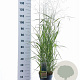 Panicum virgatum 'Prairie Sky' 60-90 cm 6,5L