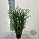 Panicum virgatum 'Prairie Sky' 60-90 cm 6,5L