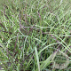 Panicum virgatum 'Squaw' GM 2,0L