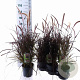 Pennisetum advena 'Rubrum' 25-30 cm 3,0L