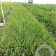 Pennisetum alopecuroides GM 2,0L