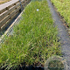 Pennisetum alopecuroides GM 2,0L