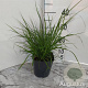 Pennisetum alopecuroides GM 2,0L