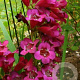 Penstemon 'Rich Ruby' GM 2,0L
