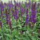 Salvia nem. Midnight Purple GM 2,0L