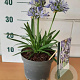 Agapanthus 'Charlotte' GM C3