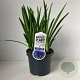 Agapanthus 'Dr Brouwer' 30-35 cm 7,5L