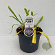 Agapanthus 'Sunfield' 30-35 cm 7,5L