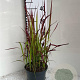 Imperata cylindrica 'Red Baron' GM 2,0L