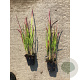 Imperata cylindrica 'Red Baron' GM P9