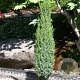 Juniperus communis 'Compressa' 30-40 cm 3,0L