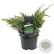 Juniperus squamata 'Blue Spider' 30-40 cm 3,0L