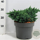 Juniperus squamata 'Blue Star' 25-30 cm 5,0L