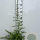 Larix kaempferi 80-100 cm 2,0L