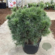 Pinus strobus 'Bergman's Mini' 70-75 cm 40L Potgedrukt