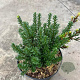 Podocarpus 'Jalako Red' 20-30 cm 2,0L