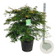 Acer pal. 'Dissectum' 80-100 cm 30L extra