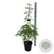 Acer pal. 'Dissectum' 100-125 cm 14L