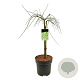 Acer pal. 'Dissectum' 50 cm stam 14L