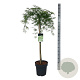 Acer pal. 'Dissectum' 90 cm stam 14L