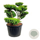 Buxus sempervirens 100-125 cm cont. 230L bonsai