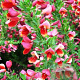 Cytisus 'Hollandia' 30-40 cm 3,0L