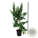 Heptacodium miconioides 125-150 cm 30L extra