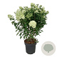 Hydrangea pan. Petite Cherry 60-80 cm 15L