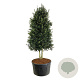 Ilex aquipernyi Dragon Lady 300-350 cm cont. 500L Pir. op stam