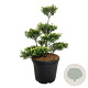 Ilex crenata 'Blondie' 60-80 cm cont. 55L multi bol