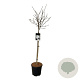 Magnolia stellata 90 cm stam 15L