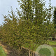 Cornus kousa 200-250 cm draadkluit meerstammig