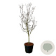 Cornus Starlight 170-200 cm cont. 55L extra