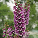 Digitalis purp. 'Dalmatian Purple' GM  P11