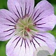 Geranium 'Karen Wouters' GM  P11