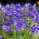 Agapanthus Carbonella GM  P11