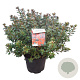Azalea (J) 'Addy Wery' 40-50 cm 10L