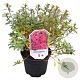Azalea (J) 'Momoko' 20-25 cm 2,0L