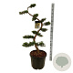 Juniperus pfitzeriana 125 cm 45L bonsai