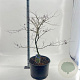 Acer pal. 'Dissectum' 50-60 cm 35L