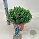 Andromeda polifolia 'Blue Ice' 25-30 cm 5,0L